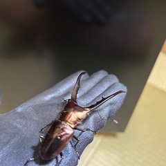 メタリフェル　ペレン♂単② の画像
