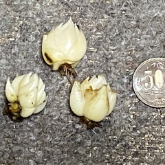 黄金オニユリ　開花株の球根3球の画像
