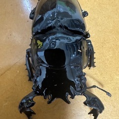 タランドゥスオオツヤクワガタの画像