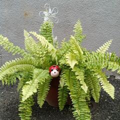 観葉植物の画像