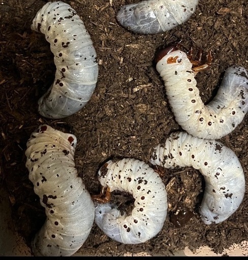 ヘラクレス幼虫　3令幼虫 20頭