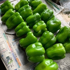
⭐️朝どり野菜 セット⭐️  の画像