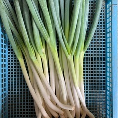 
⭐️朝どり野菜 セット⭐️  の画像