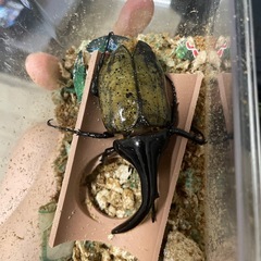 ヘラクレス の画像