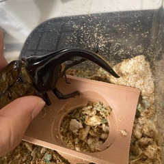 ヘラクレス の画像