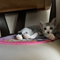 サバ白子猫の里親さん募集‼️