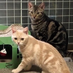 可愛い8ヶ月の子猫！