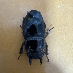 パラワンオオヒラタ︎︎ ♀単の画像