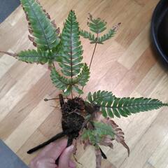 シダの苔巻き＆流木巻きの画像