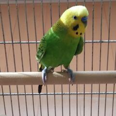 セキセイインコ　オス