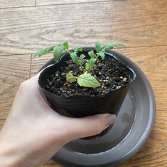 トマト　中玉 フルーツルビー　苗の画像