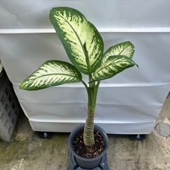 風水・空気浄化🌱ディフェンバキアの画像