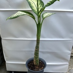 風水・空気浄化🌱ディフェンバキアの画像