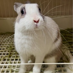 台湾うさぎ