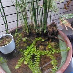 シダの苔巻き＆流木巻きの画像