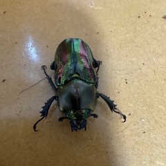 ニジイロクワガタ ペアの画像