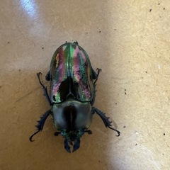 ニジイロクワガタ ペアの画像