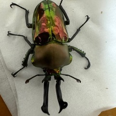 ニジイロクワガタ ペアの画像