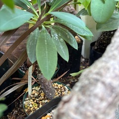 ユーフォルビア　パキポディオイデス　観葉植物　塊根植物　多肉植物　ビザールプランツ　レアプランツ　ガーデニング　植物　グリーン　趣味　盆栽　葉　花　庭　草　インテリア　おしゃれ　飾り　園芸　の画像