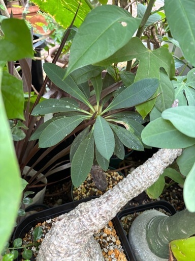 ユーフォルビア　パキポディオイデス　観葉植物　塊根植物　多肉植物　ビザールプランツ　レアプランツ　ガーデニング　植物　グリーン　趣味　盆栽　葉　花　庭　草　インテリア　おしゃれ　飾り　園芸　