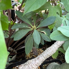 ユーフォルビア　パキポディオイデス　観葉植物　塊根植物　多肉植物...