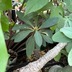 ランキングキーワードに紐づく投稿画像-多肉植物