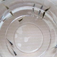 めだかオロチ×天女の舞　稚魚〜幼魚１０匹の画像