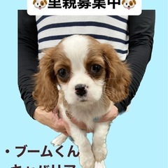 ブームくん☆里親募集中