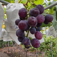ぶどう（巨峰）2kg（5〜7房ほど）の画像