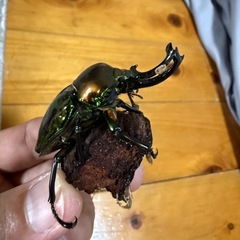 ニジイロクワガタピカール初令幼虫の画像