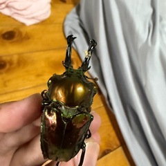 ニジイロクワガタピカール初令幼虫の画像
