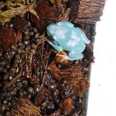 ベトナムコケガエルの画像