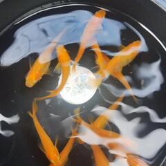 楊貴妃メダカ　若魚　13匹の画像