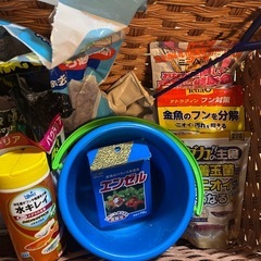 ペット　魚　水槽　餌の画像