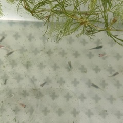 元気なメダカの画像