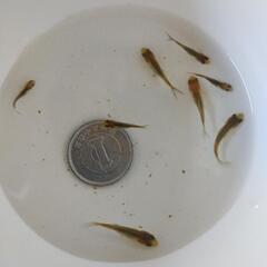 金魚　幼魚の画像