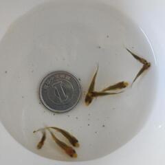 金魚　幼魚の画像