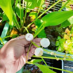 ビオトープの水草販売！の画像