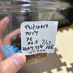 外国産カブトムシ グラントシロカブト︎︎♀の画像