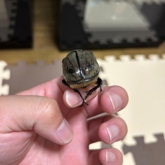 外国産カブトムシ グラントシロカブト︎︎♀の画像