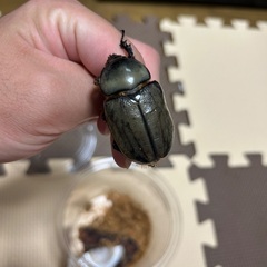 外国産カブトムシ グラントシロカブト︎︎♀の画像