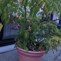 ノウゼンカズラの鉢植え(特大サイズ)お値段相談可！＠八王子椚田町の画像
