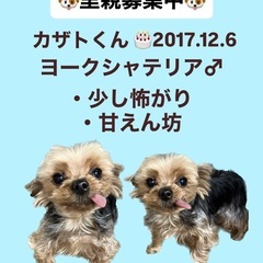 カザトくん☆里親募集中