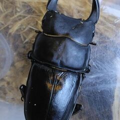 福岡県産オオクワガタ　幼虫6匹の画像