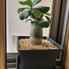 2025.08.09撮影　②アデニウム　オベスム　鉢ごと　塊根植物　　観葉植物の画像