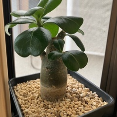 2025.08.09撮影　②アデニウム　オベスム　鉢ごと　塊根植物　　観葉植物の画像