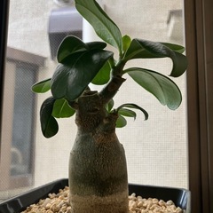 2025.08.09撮影　②アデニウム　オベスム　鉢ごと　塊根植物　　観葉植物の画像