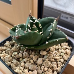 アガベ　チタノタ　柊月　高級株　観葉植物　多肉植物の画像