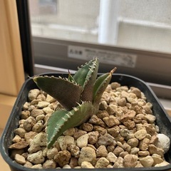アガベ　チタノタ　清櫻　高級株　観葉植物　多肉植物の画像