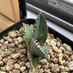 アガベ　チタノタ　清櫻　高級株　観葉植物　多肉植物の画像